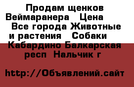 Продам щенков Веймаранера › Цена ­ 30 - Все города Животные и растения » Собаки   . Кабардино-Балкарская респ.,Нальчик г.